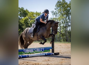 American Quarter Horse, Castrone, 10 Anni, 150 cm, Grullo