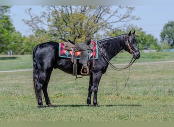 American Quarter Horse, Castrone, 10 Anni, 150 cm, Morello