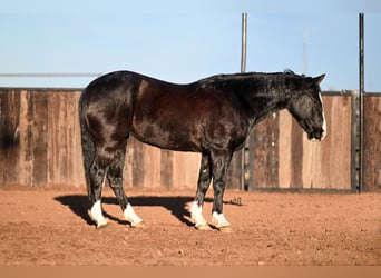 American Quarter Horse, Castrone, 10 Anni, 150 cm, Morello