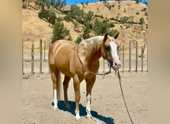 American Quarter Horse, Castrone, 10 Anni, 150 cm, Palomino