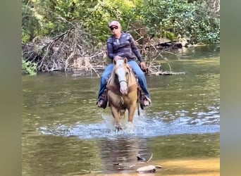 American Quarter Horse, Castrone, 10 Anni, 150 cm, Palomino