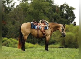 American Quarter Horse, Castrone, 10 Anni, 150 cm, Pelle di daino