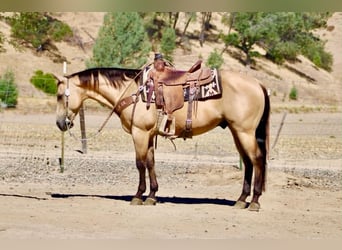 American Quarter Horse, Castrone, 10 Anni, 150 cm, Pelle di daino