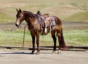 American Quarter Horse, Castrone, 10 Anni, 150 cm, Pelle di daino