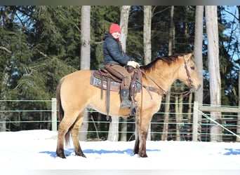 American Quarter Horse, Castrone, 10 Anni, 150 cm, Pelle di daino