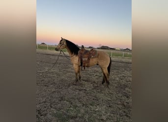 American Quarter Horse, Castrone, 10 Anni, 150 cm, Pelle di daino