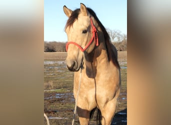 American Quarter Horse, Castrone, 10 Anni, 150 cm, Pelle di daino