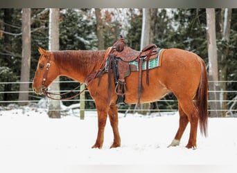 American Quarter Horse, Castrone, 10 Anni, 150 cm, Red dun