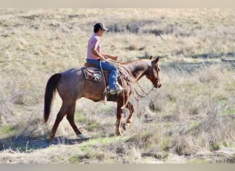 American Quarter Horse, Castrone, 10 Anni, 150 cm, Roano rosso