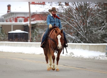 American Quarter Horse, Castrone, 10 Anni, 150 cm, Roano rosso