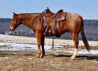 American Quarter Horse, Castrone, 10 Anni, 150 cm, Roano rosso