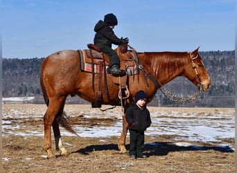 American Quarter Horse, Castrone, 10 Anni, 150 cm, Roano rosso