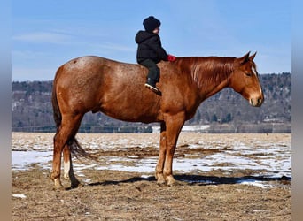 American Quarter Horse, Castrone, 10 Anni, 150 cm, Roano rosso