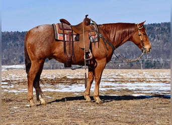 American Quarter Horse, Castrone, 10 Anni, 150 cm, Roano rosso