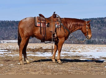 American Quarter Horse, Castrone, 10 Anni, 150 cm, Roano rosso