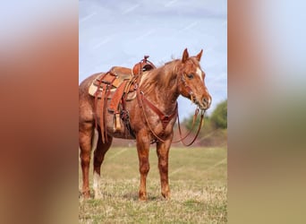 American Quarter Horse, Castrone, 10 Anni, 150 cm, Roano rosso