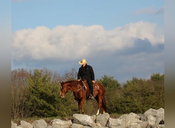 American Quarter Horse, Castrone, 10 Anni, 150 cm, Sauro ciliegia