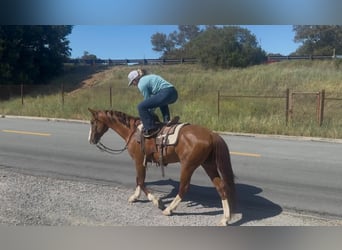 American Quarter Horse, Castrone, 10 Anni, 150 cm, Sauro ciliegia