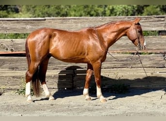 American Quarter Horse, Castrone, 10 Anni, 150 cm, Sauro ciliegia