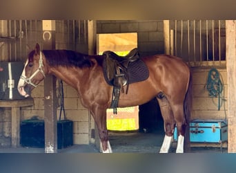 American Quarter Horse, Castrone, 10 Anni, 150 cm, Sauro ciliegia