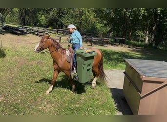 American Quarter Horse, Castrone, 10 Anni, 150 cm, Sauro ciliegia