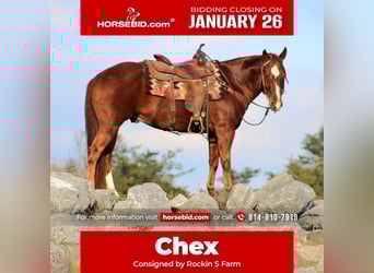 American Quarter Horse, Castrone, 10 Anni, 150 cm, Sauro ciliegia