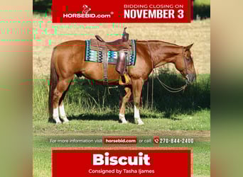 American Quarter Horse, Castrone, 10 Anni, 150 cm, Sauro ciliegia