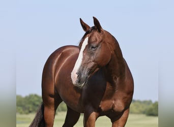 American Quarter Horse, Castrone, 10 Anni, 150 cm, Sauro scuro