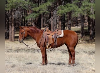 American Quarter Horse, Castrone, 10 Anni, 150 cm, Sauro scuro