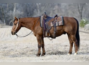 American Quarter Horse, Castrone, 10 Anni, 150 cm, Sauro scuro