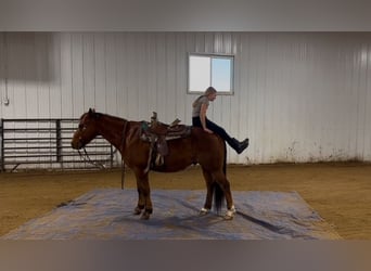 American Quarter Horse, Castrone, 10 Anni, 150 cm, Sauro scuro