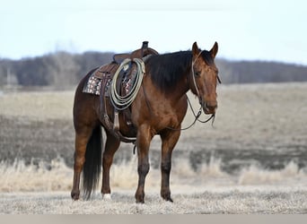 American Quarter Horse, Castrone, 10 Anni, 150 cm, Sauro scuro