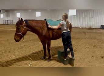 American Quarter Horse, Castrone, 10 Anni, 150 cm, Sauro scuro