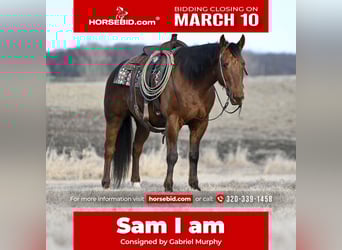 American Quarter Horse, Castrone, 10 Anni, 150 cm, Sauro scuro