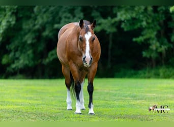 American Quarter Horse, Castrone, 10 Anni, 152 cm, Baio ciliegia