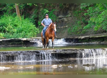 American Quarter Horse, Castrone, 10 Anni, 152 cm, Baio ciliegia