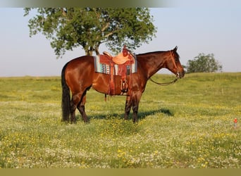 American Quarter Horse, Castrone, 10 Anni, 152 cm, Baio ciliegia