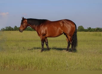 American Quarter Horse, Castrone, 10 Anni, 152 cm, Baio ciliegia