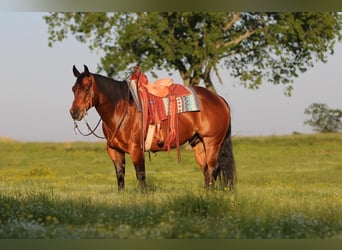 American Quarter Horse, Castrone, 10 Anni, 152 cm, Baio ciliegia