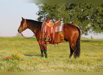 American Quarter Horse, Castrone, 10 Anni, 152 cm, Baio ciliegia