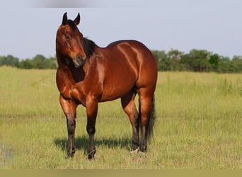 American Quarter Horse, Castrone, 10 Anni, 152 cm, Baio ciliegia