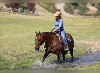 American Quarter Horse, Castrone, 10 Anni, 152 cm, Baio ciliegia