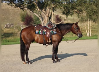 American Quarter Horse, Castrone, 10 Anni, 152 cm, Baio ciliegia