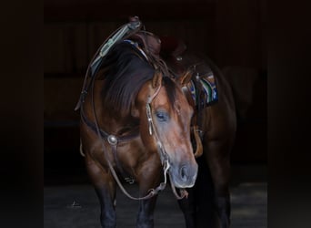 American Quarter Horse, Castrone, 10 Anni, 152 cm, Baio ciliegia