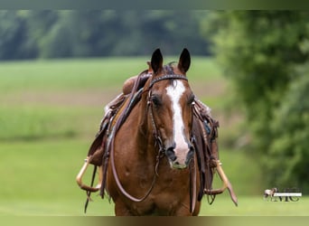 American Quarter Horse, Castrone, 10 Anni, 152 cm, Baio ciliegia
