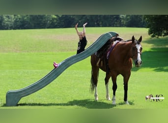 American Quarter Horse, Castrone, 10 Anni, 152 cm, Baio ciliegia