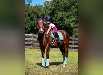 American Quarter Horse, Castrone, 10 Anni, 152 cm, Baio ciliegia