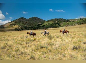 American Quarter Horse, Castrone, 10 Anni, 152 cm, Baio ciliegia