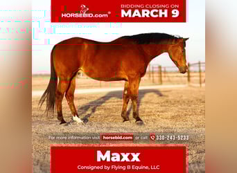 American Quarter Horse, Castrone, 10 Anni, 152 cm, Baio ciliegia