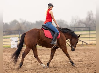 American Quarter Horse, Castrone, 10 Anni, 152 cm, Baio ciliegia